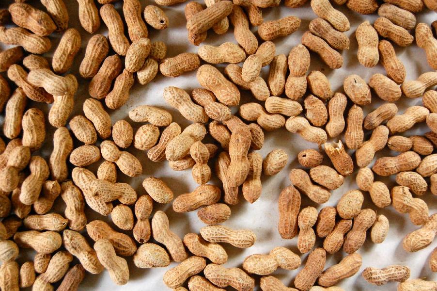 Do you have the peanut to beat this quiz?