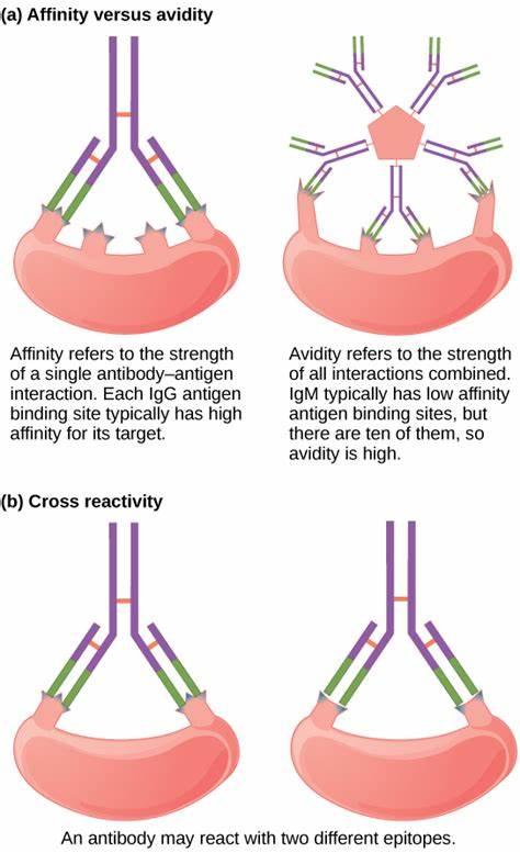 Challenging Immunology Quiz