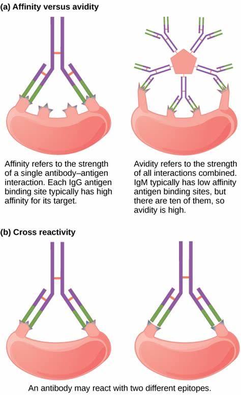 Challenging Immunology Quiz Challenging Immunology Quiz