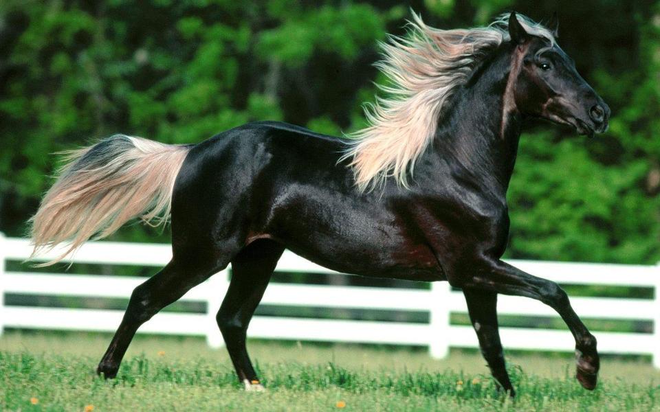 What Breed of Horse Are You? (2)