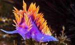 what do you know about a NUDIBRANCH?