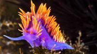 what do you know about a NUDIBRANCH?