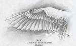 What type of wings do you have?