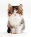 What cat breed are you? (1)