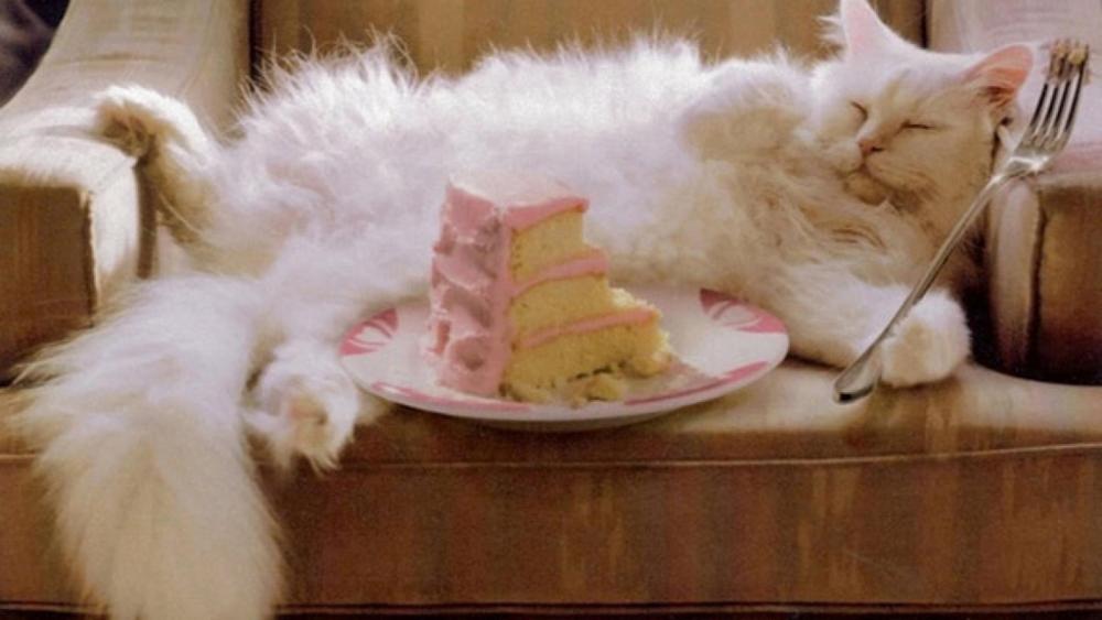 Does your cat eat cake?