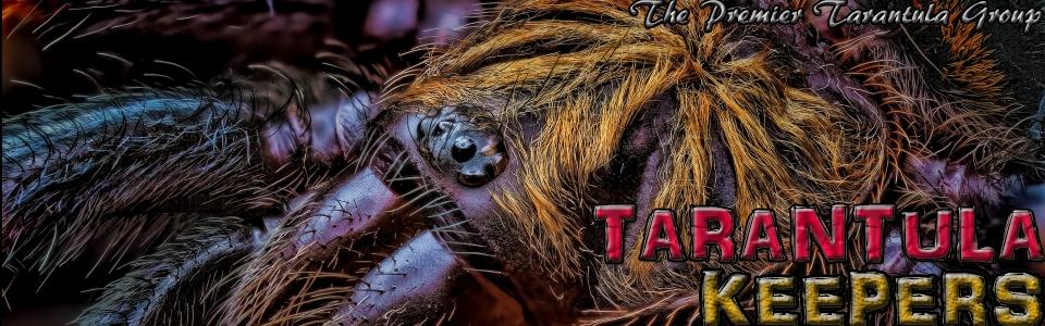 What Tarantula Are You? What Tarantula Are You?