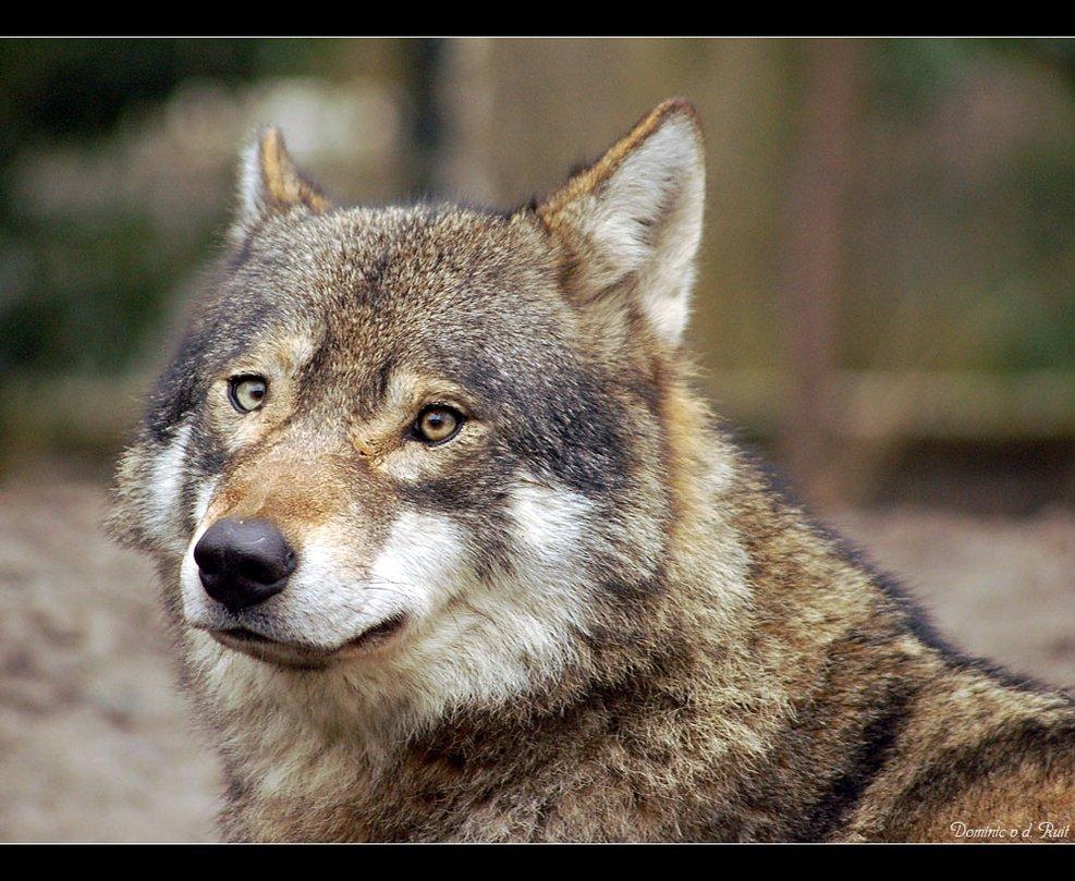 European wolf