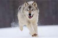 Grey Wolf