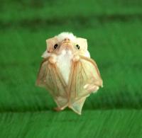 You are an Honduran ghost bat!