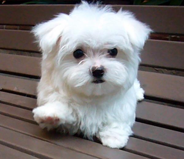 Maltese