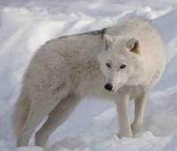 White Artic Wolf