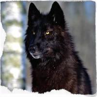 You are a Black Wolf