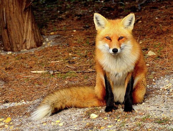 Red Fox