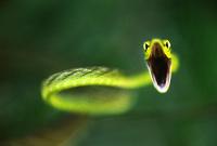 You are a vine snake!