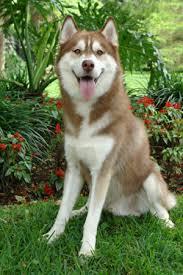 husky