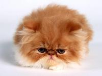 Sad kitty.
