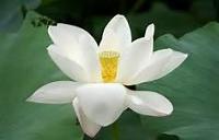 lotos flower