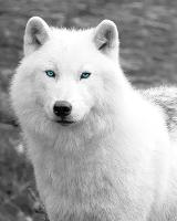 You are a White Wolf