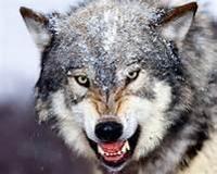 Full wolf