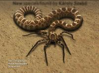 Rattle spider