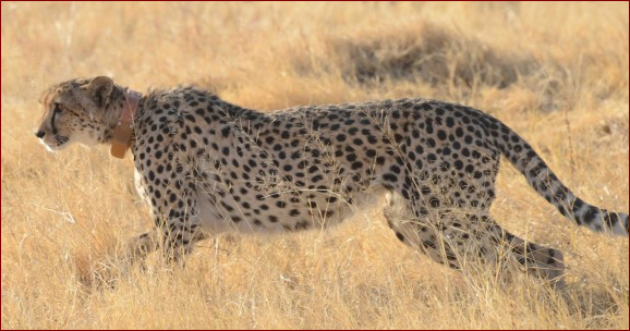 Cheetah