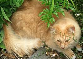 firestar