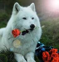 romantic wolf
