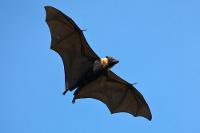 You are a Flying Fox!