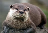river otter: