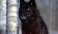Alpha/Wolf_Grave643