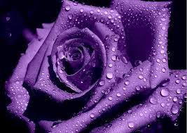 purple