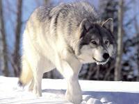 Wolf- loyalty, social, and communication