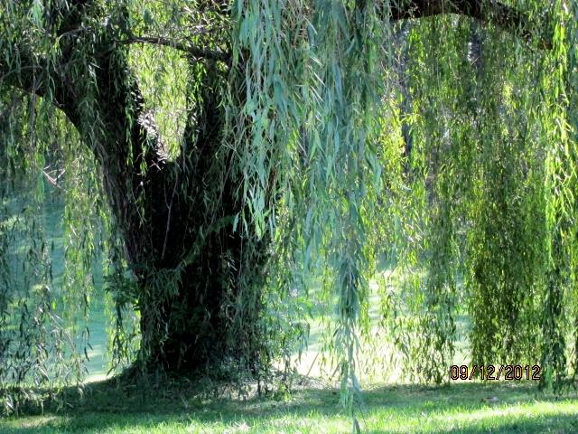 Weeping Willow