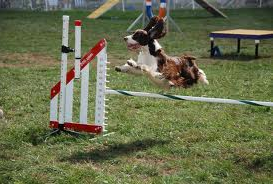 How many different obsticals are there in agility? 