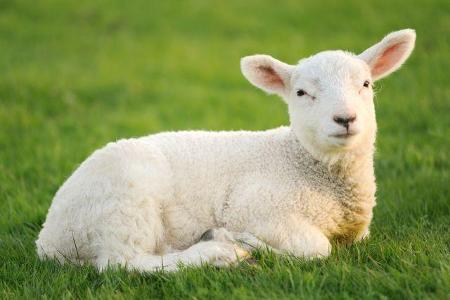 Did Mary really own a lamb?