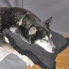 Let's say you realise that your husky is sick.  What's your first reaction?