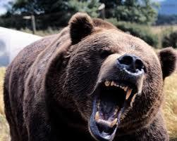 A bear has seen you and chases you through the forest. What do you do?