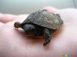 What are baby turtles called?