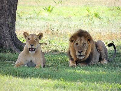 Which feature is more prominent in male lions than female lions?