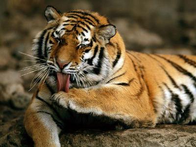 Where are these tigers MOSTLY found in the wild?
