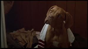 At the end of the film, sadly, Hooch died. But his lovely life still moved on through puppies! But what breed was the mother of Hooch's beloved puppies?