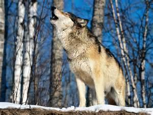 Tick all the ways wolves communicate with their pack members