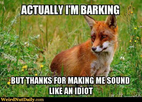 your friend: what does da fox say?!?!??!?!??!?!??! how would you respond?