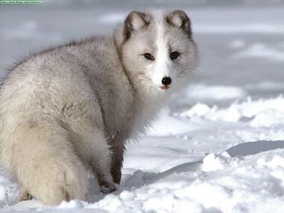 You see an Arctic Fox in a distance.