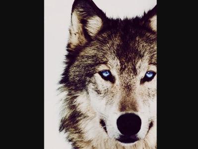 If you were in trouble with a unknown wolf or multiple unknown wolves what would you do?