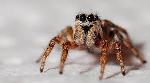 And this eight legged animal?