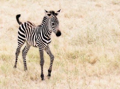 What are zebras?
