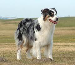what breed is this? remeber to spell corectley ;)