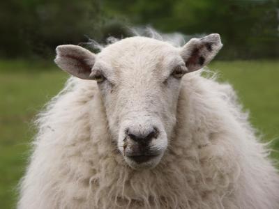 What are some the countries with the most sheep?