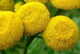Tansy is sometimes given to cats to stop them from getting sick.
